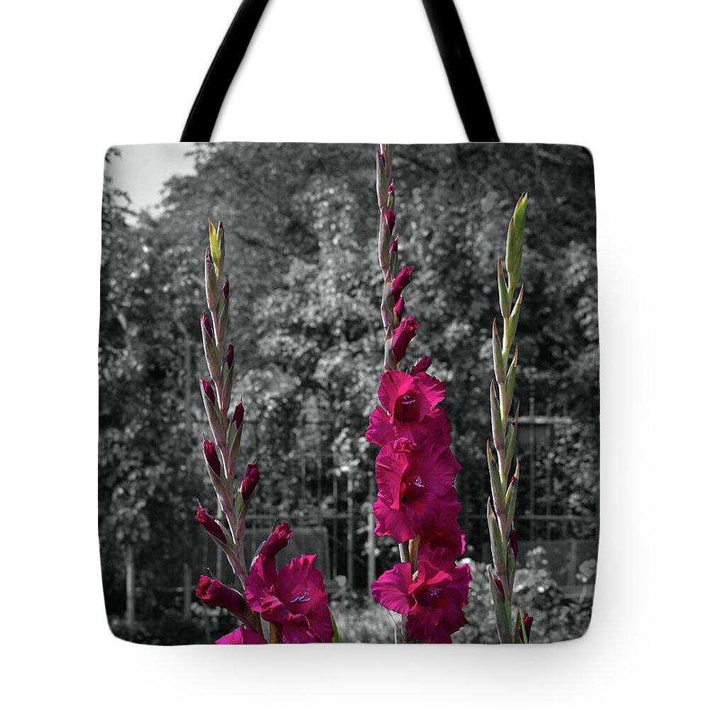 Flowers Tote Bag featuring the photograph Magenta Gladioli - Selective Colour by Yvonne Johnstone