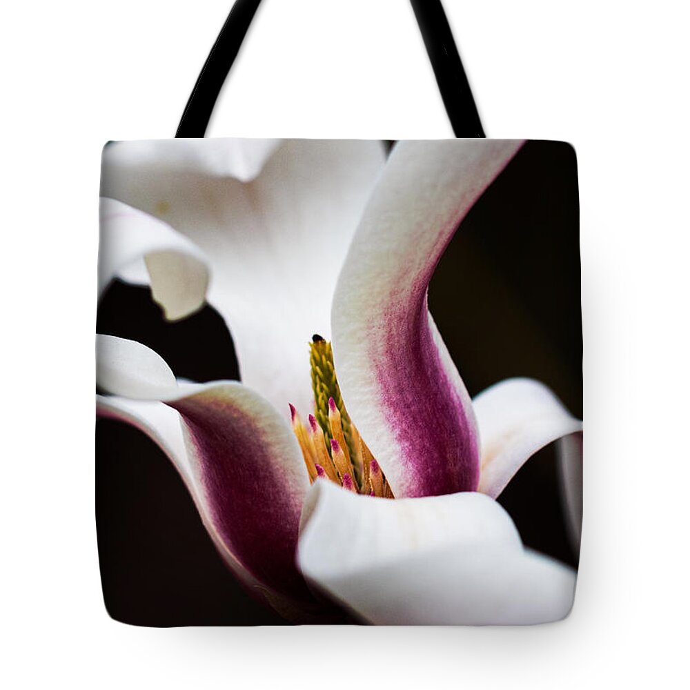 Magnolia Tote Bag featuring the photograph Magnolia Bloom by Carrie Hannigan