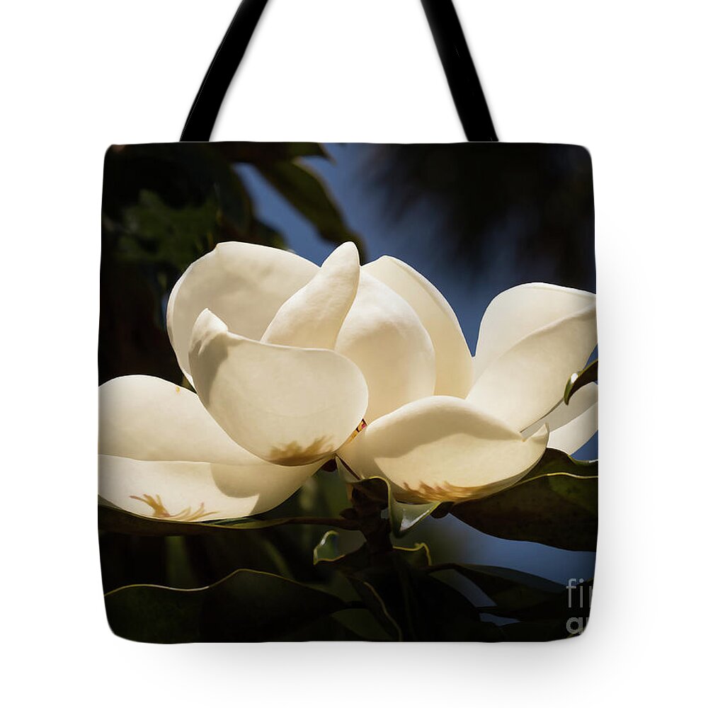 Magnolia Tote Bag featuring the photograph Magnolia Blossom by Neala McCarten