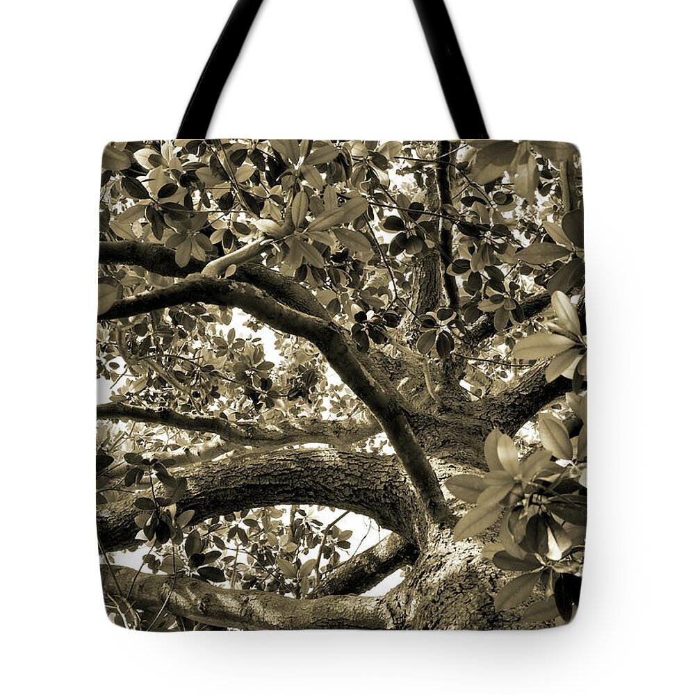 Savannah Tote Bag featuring the photograph Magnolia Climbing Tree by Theresa Fairchild