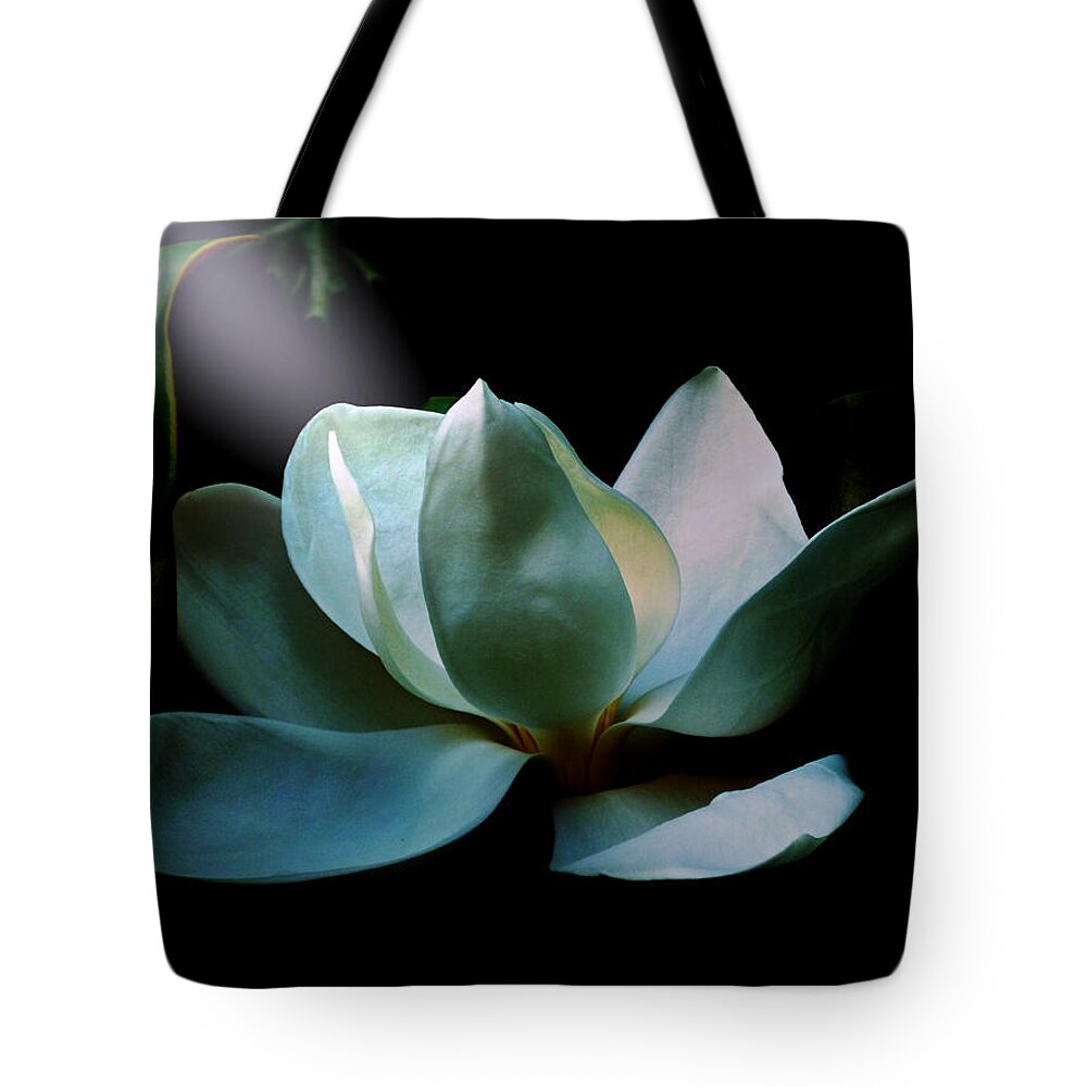 Flower Tote Bag featuring the photograph Magnolia Closeup Early Morning Light Spotlight by Mike McBrayer