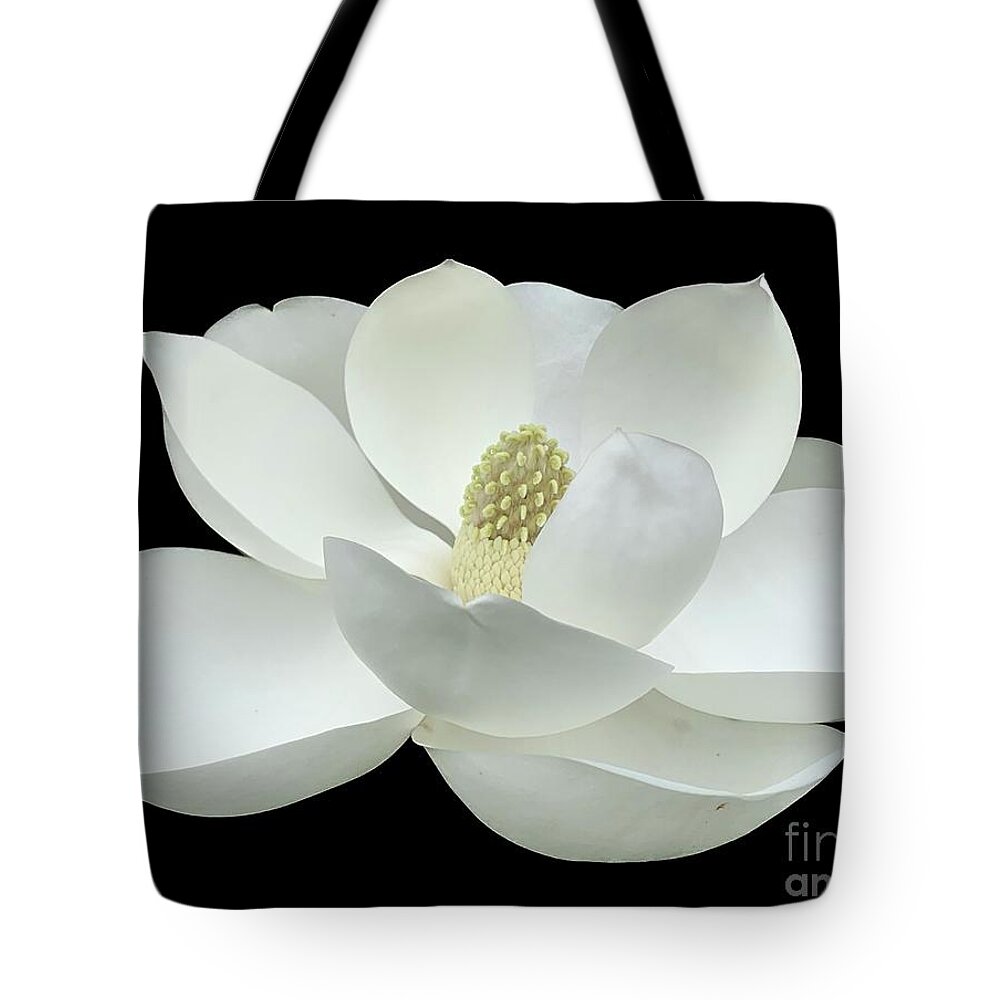 Magnolia Tote Bag featuring the photograph Magnolia Flower on Black by Catherine Wilson