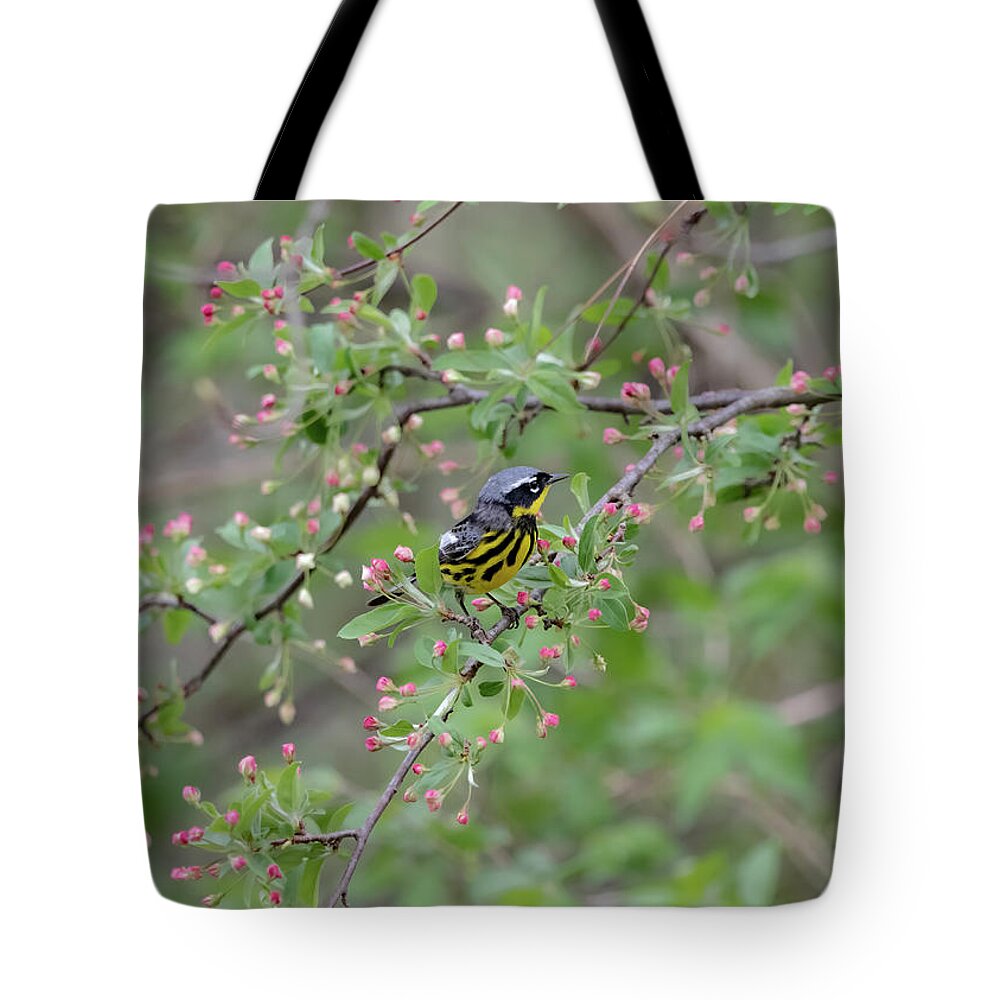 Bird Tote Bag featuring the photograph Magnolia Warbler by Ron Grafe