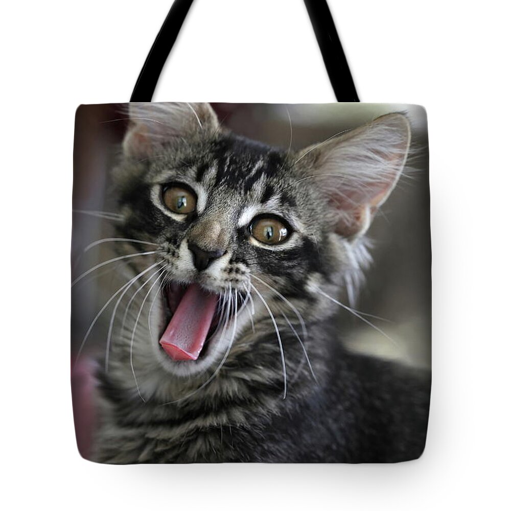 Maine Coon Tote Bag featuring the photograph Maine Coon Cat 5 by Mingming Jiang