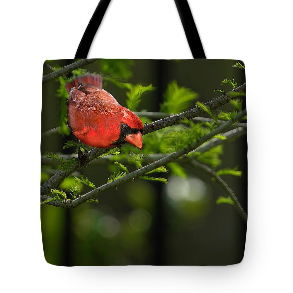 Birds Tote Bag featuring the photograph Male Cardinal by Larry Marshall
