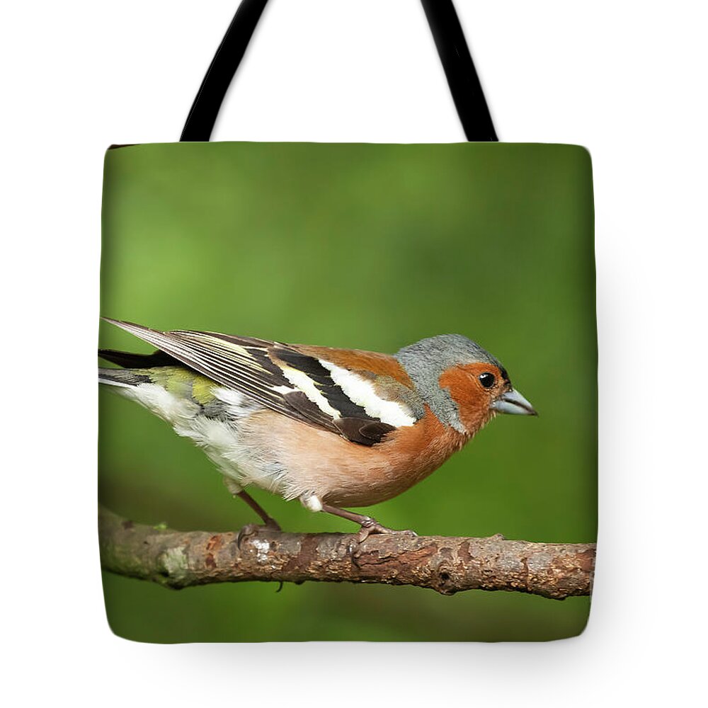 Chaffinch Tote Bag featuring the photograph Male Chaffinch bird close up on a branch by Simon Bratt
