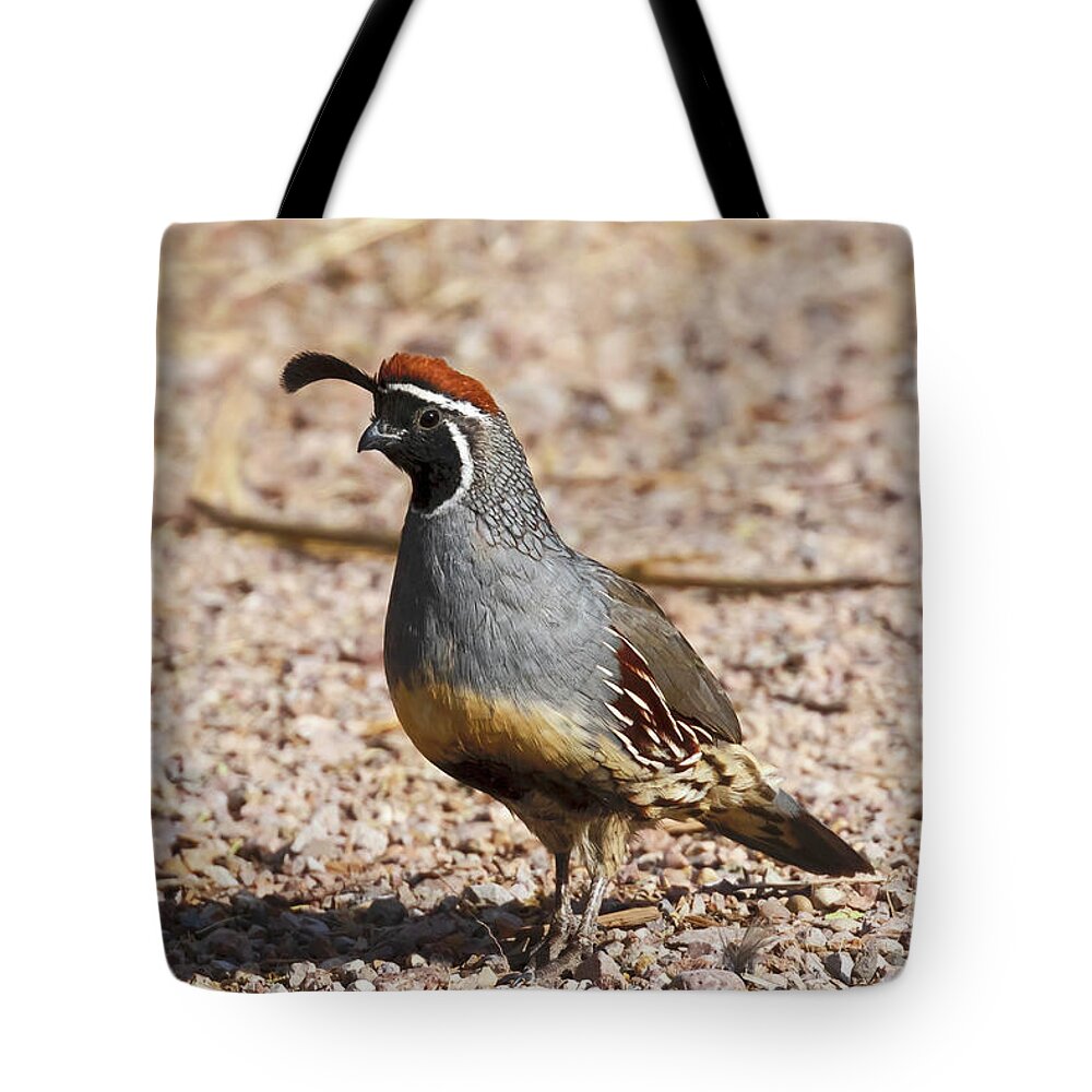 Quail Tote Bag featuring the photograph Male Gambel's Quail by Susan Rissi Tregoning