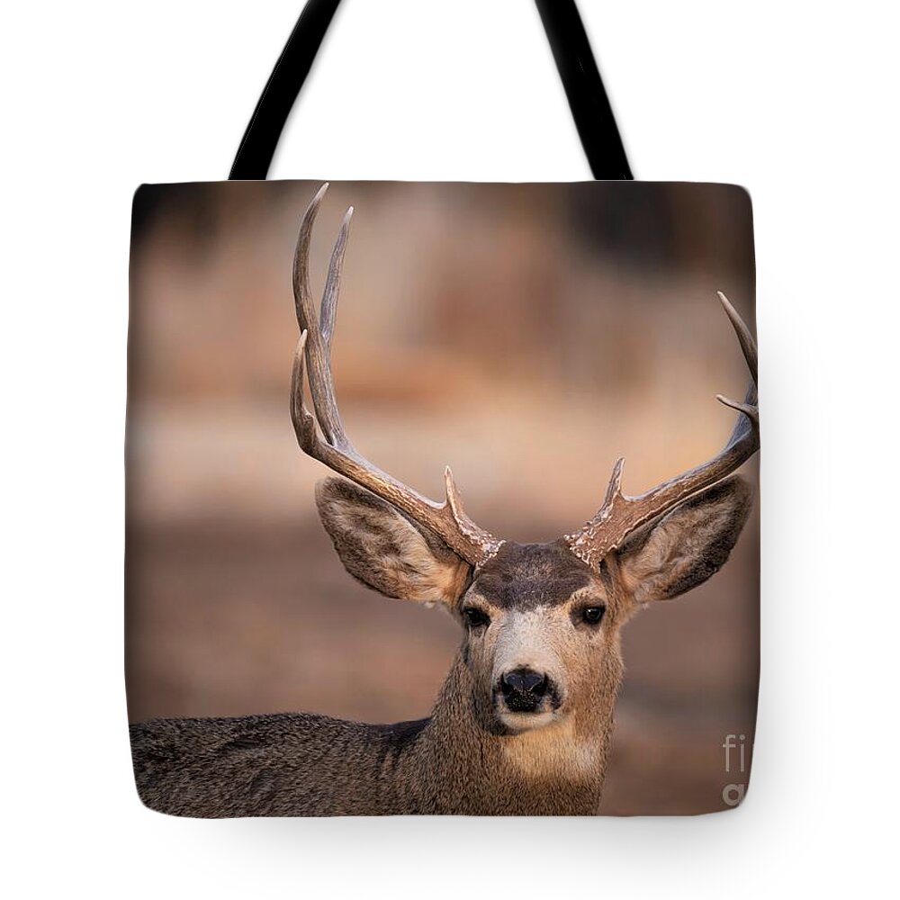 Buck Tote Bag featuring the photograph Male Mule Deer by Jaime Miller