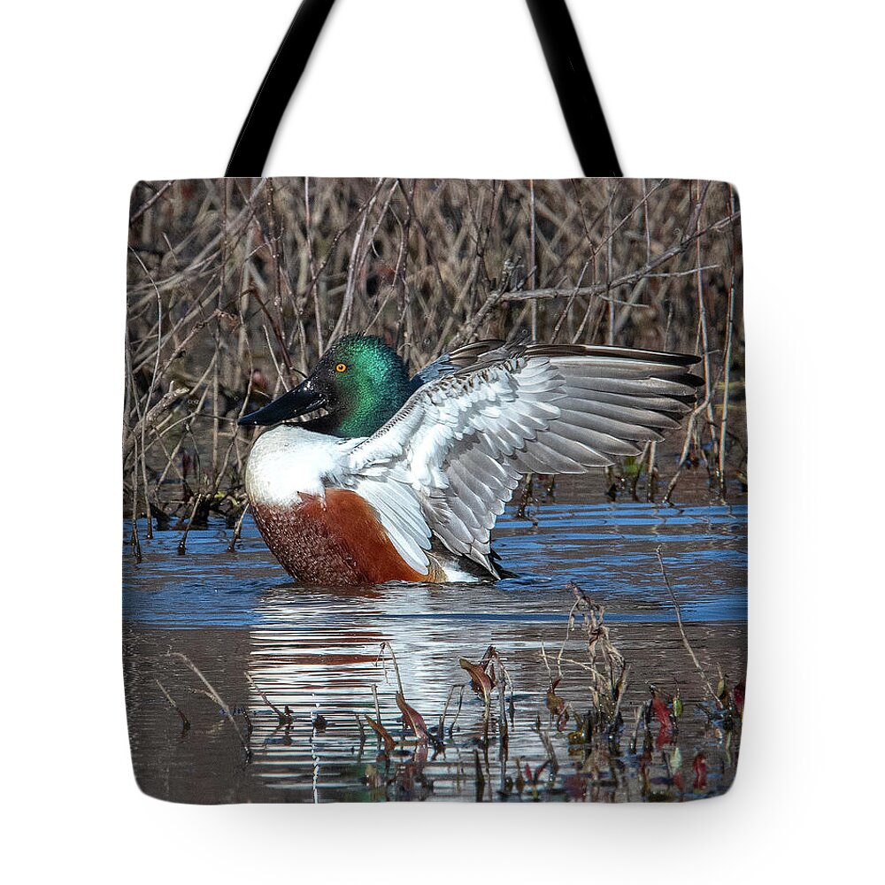 Nature Tote Bag featuring the photograph Male Northern Shoveler Drying off after Bathing DWF0236 by Gerry Gantt