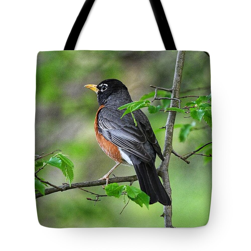 Photo Tote Bag featuring the photograph Male Robin in Tree by Evan Foster