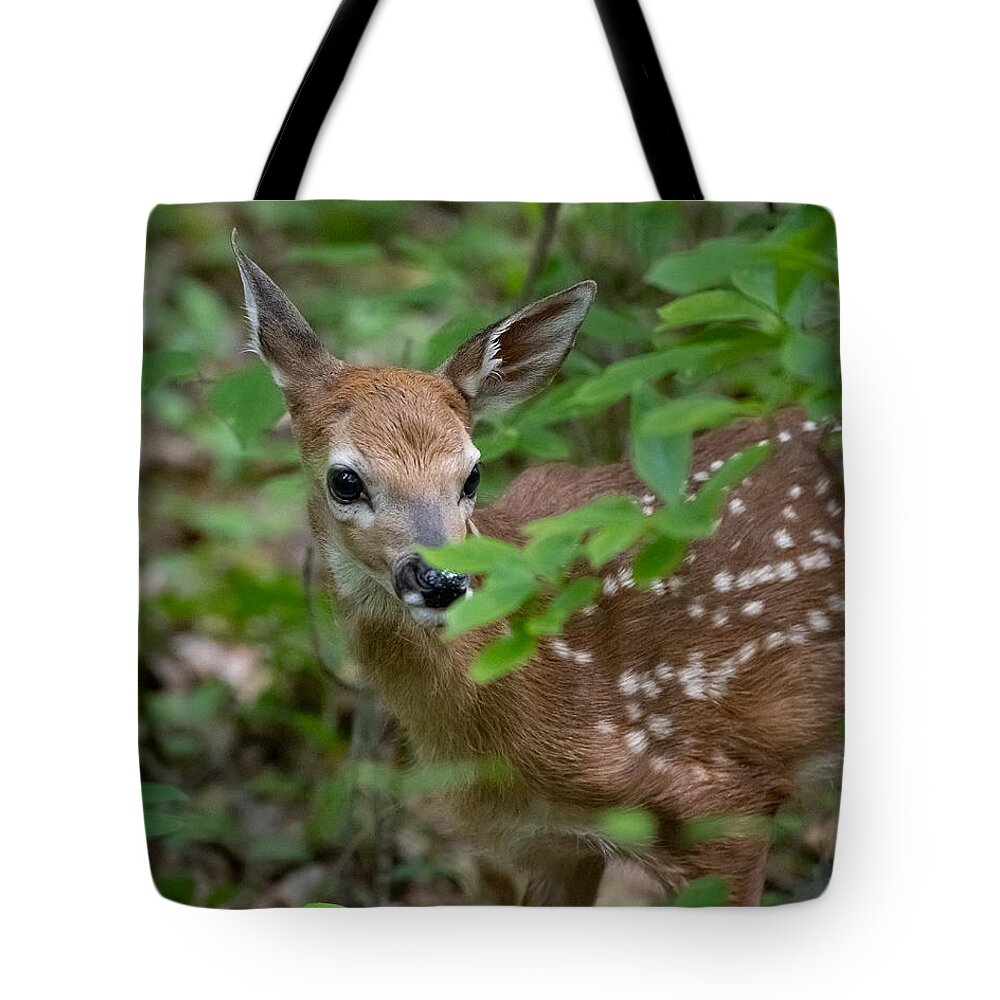 Fawn Tote Bag featuring the photograph Mama is Nearby by Linda Bonaccorsi