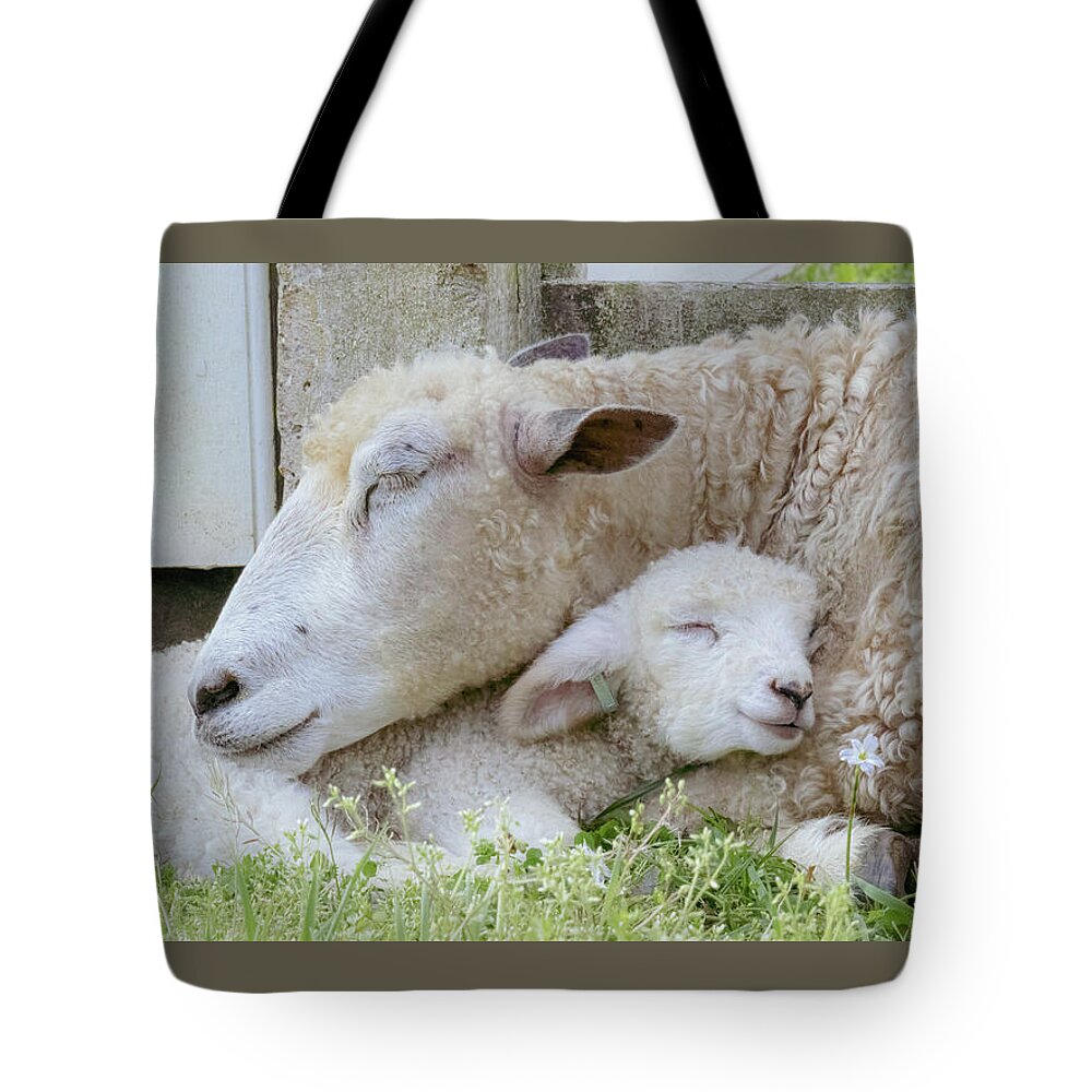 Lamb Tote Bag featuring the photograph Mama's Lamb by Rachel Morrison