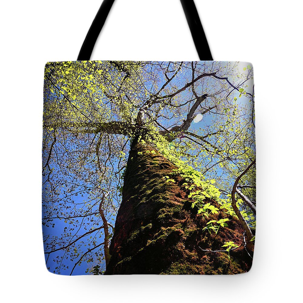 Sycamore Tote Bag featuring the photograph Mammoth Sycamore by Steven Nelson