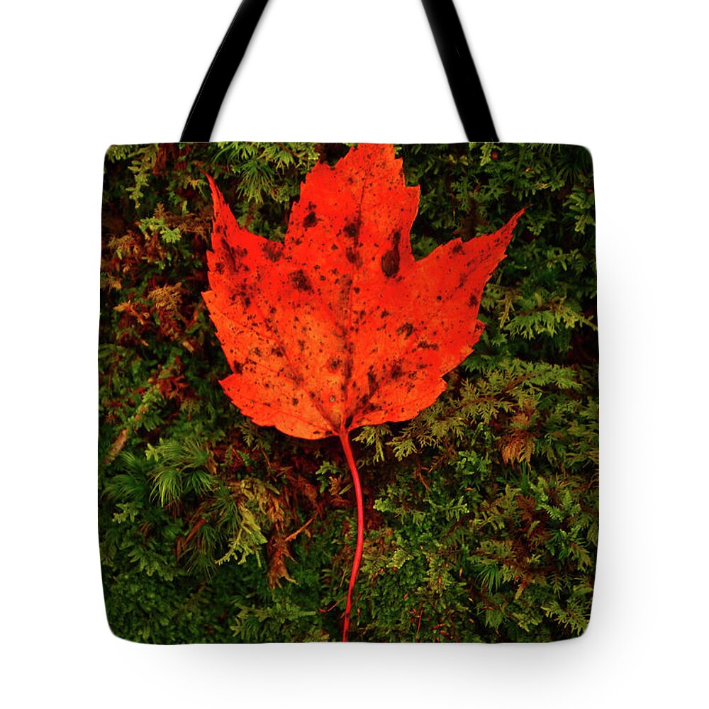 Maple Leaf On Moss Tote Bag featuring the photograph Maple Leaf on Moss by Raymond Salani III