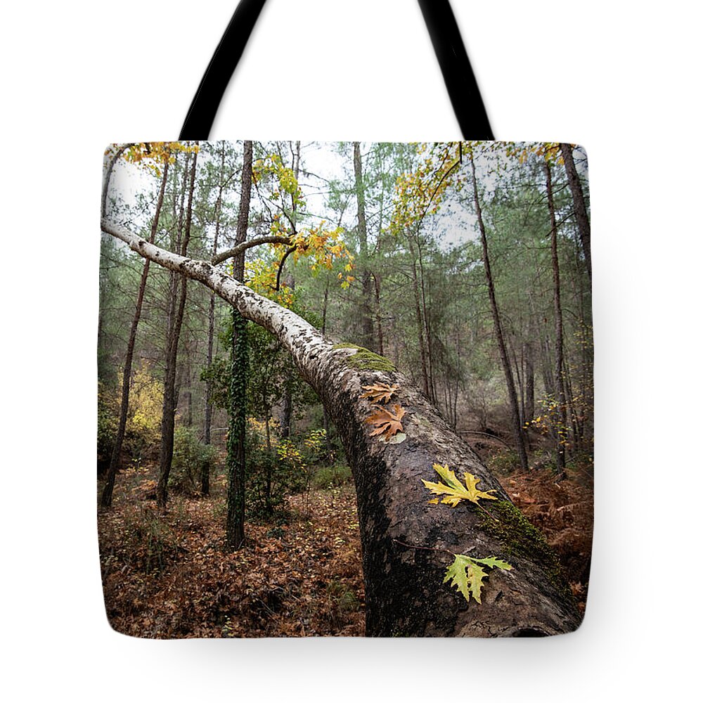Autumn Tote Bag featuring the photograph Maple leaves on a tree branch in autumn. Fall season in a forest. by Michalakis Ppalis