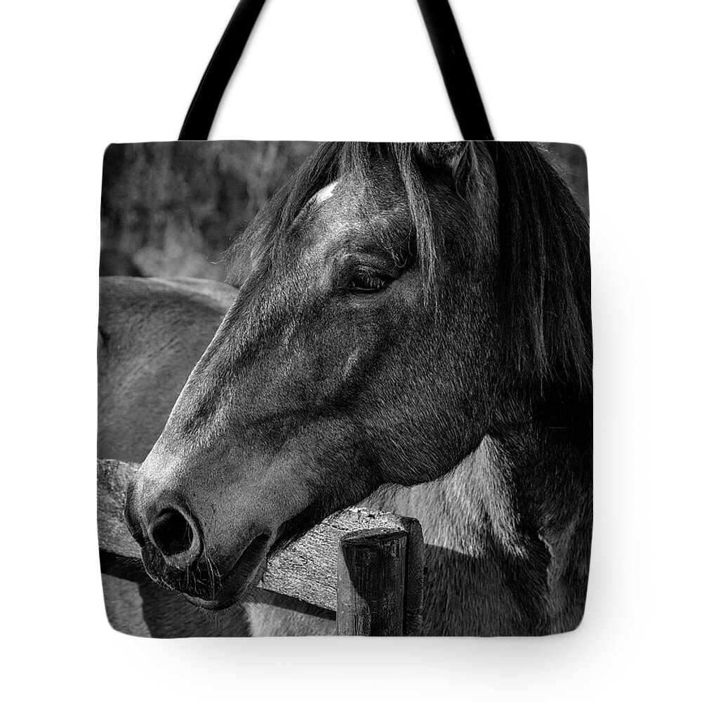 Mare Tote Bag featuring the photograph Mare Profile by Art Cole