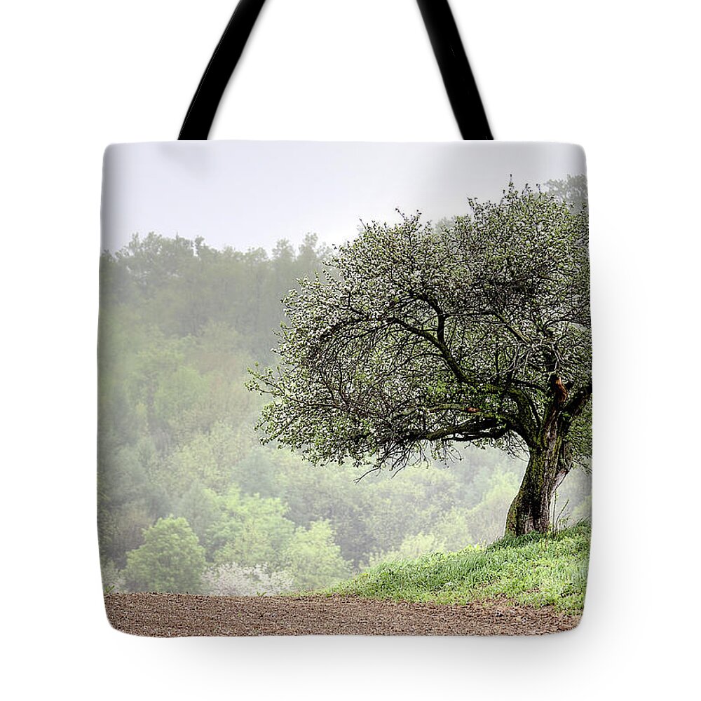 Trees Tote Bag featuring the photograph Marilla Tree by Don Nieman
