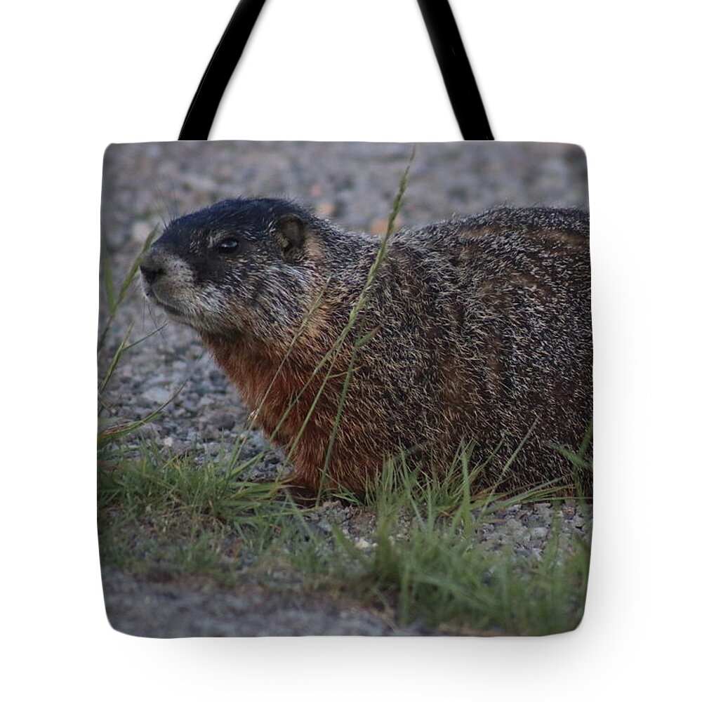 Marmot Tote Bag featuring the photograph Marmot 2 by Yvonne M Smith
