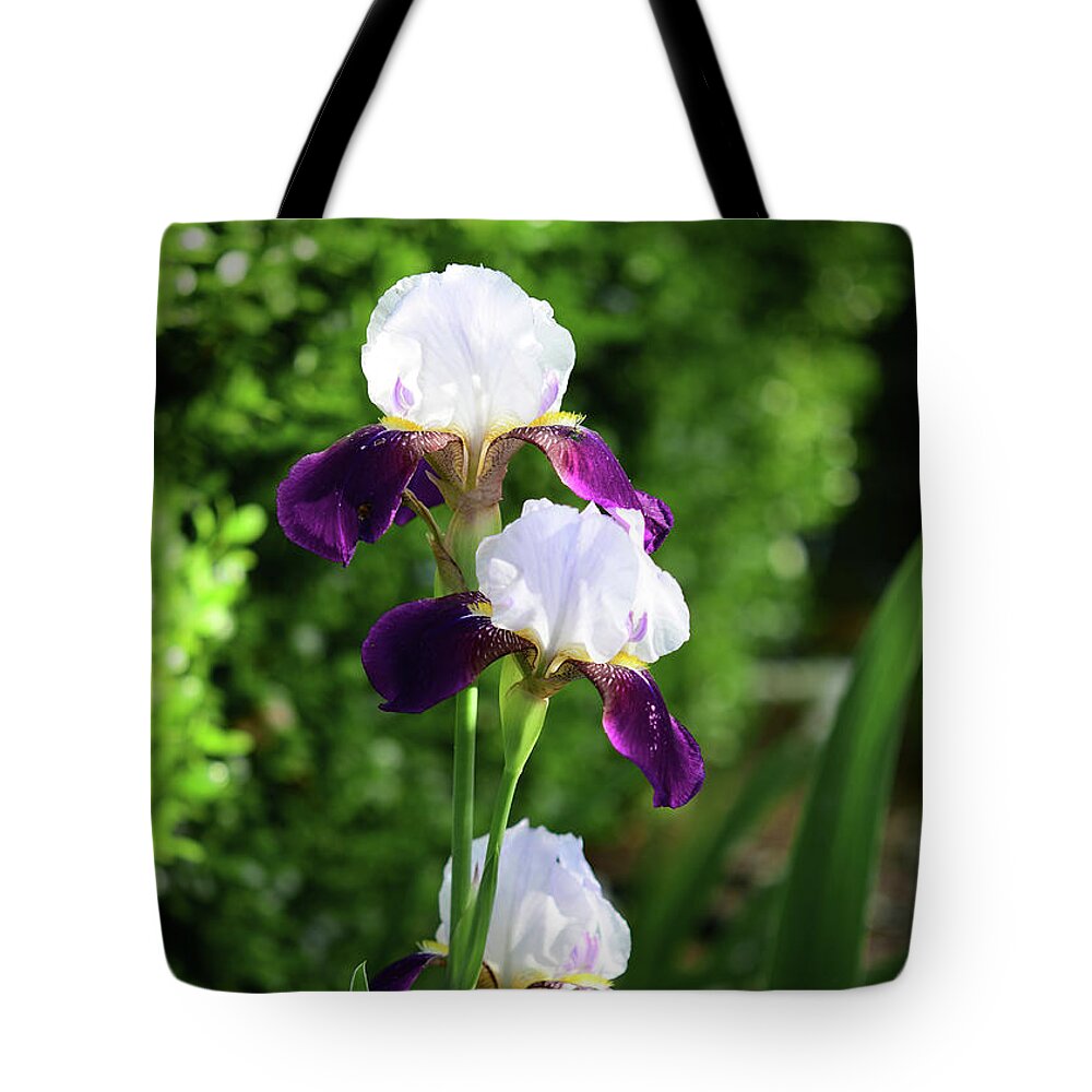 Maroon And White Bearded Iris Tote Bag featuring the photograph Maroon and White Bearded Irises by Cynthia Westbrook
