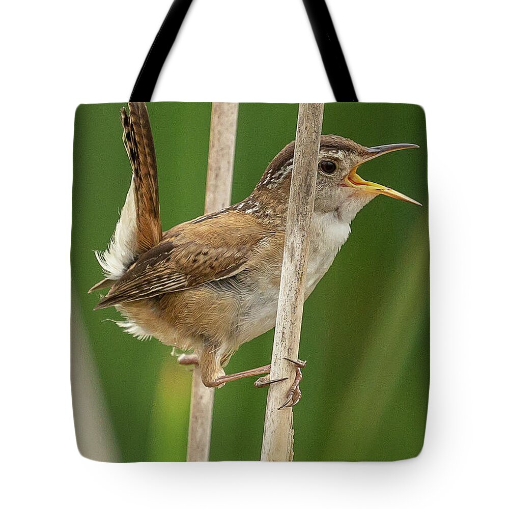 Birds Tote Bag featuring the photograph Marsh Wren by David Lee