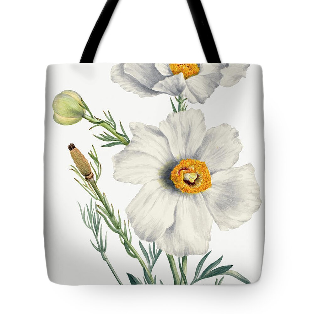 Poppy Tote Bag featuring the painting Matilija Poppy by Mary Vaux Walcott by World Art Collective