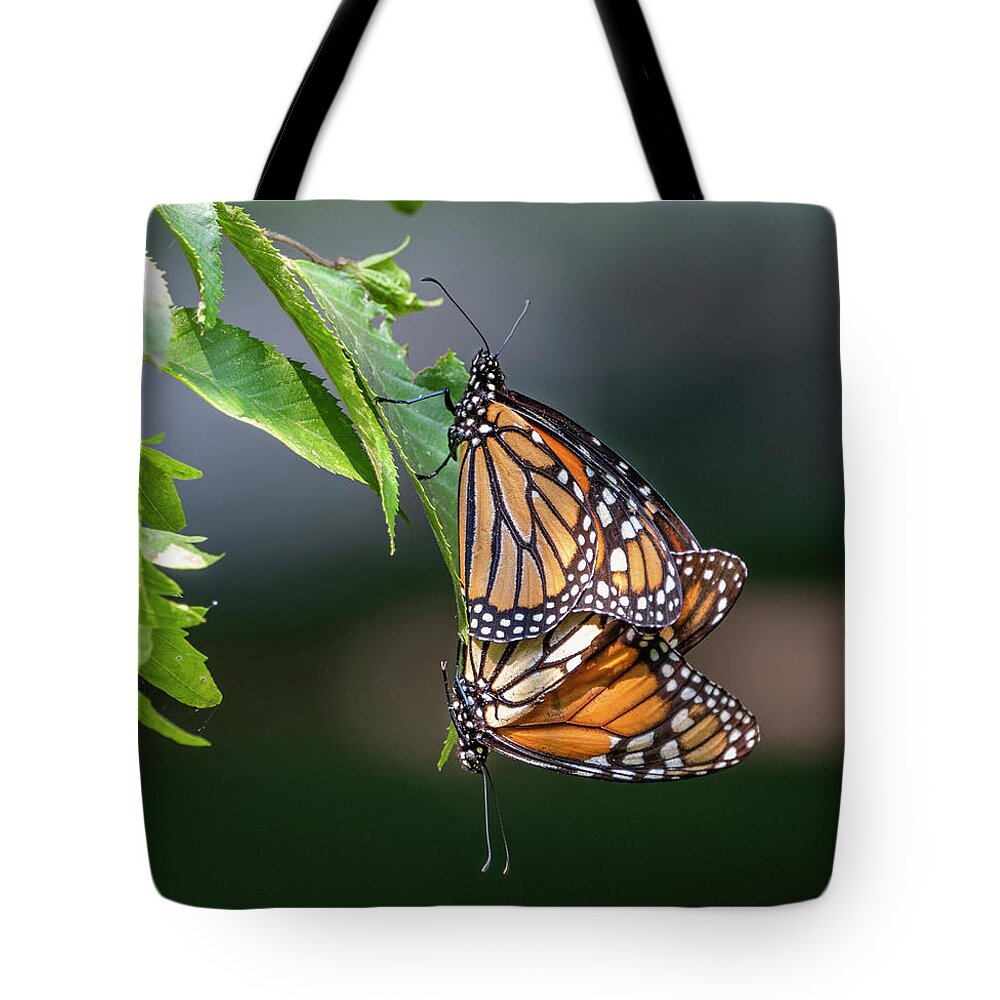 Monarch Butterfly Tote Bag featuring the photograph Mating Monarchs by Sandra Rust