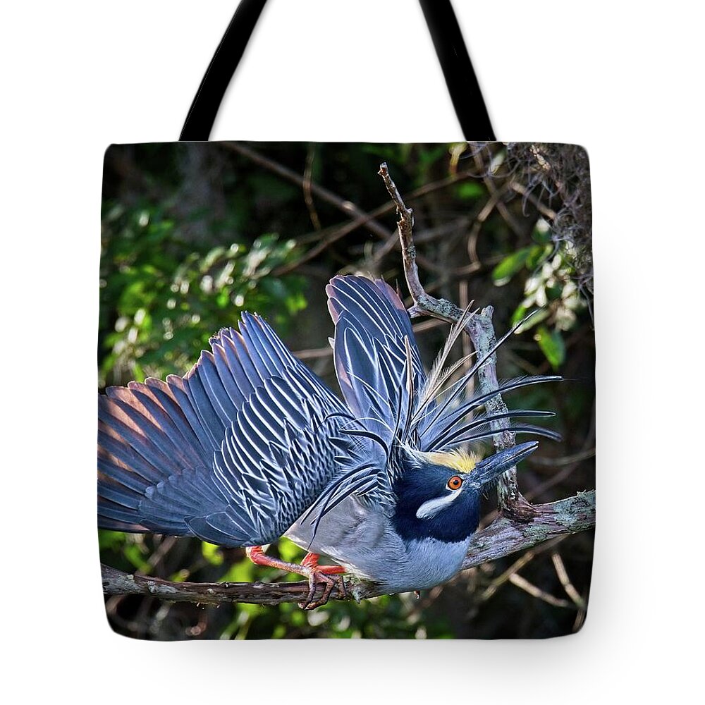 Avian Tote Bag featuring the photograph Mating Yellow Crowned Night Heron by Ronald Lutz