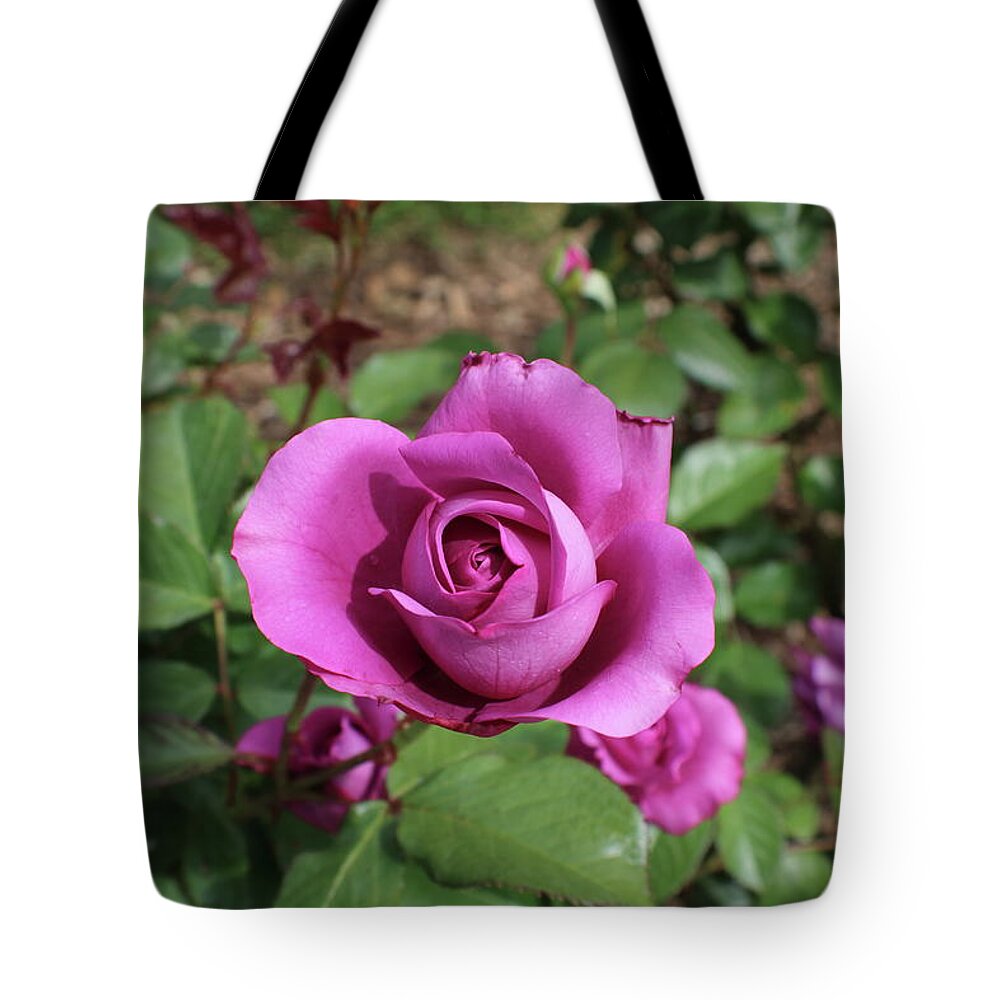 Mauve Tote Bag featuring the photograph Mauve Rose Close Up by Kenneth Pope