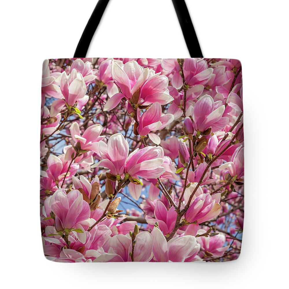 Magnolia Tote Bag featuring the photograph Mighty Magnolia by Cate Franklyn