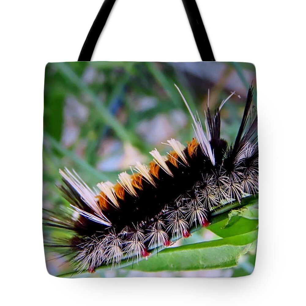 Affordable Tote Bag featuring the photograph Milkweed Tussock Moth Caterpillar by Judy Kennedy