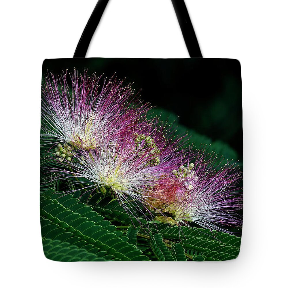 Mimosa; Tree; Flower; Bloom; Floral; Nature; Persian Silk Tree; Fragrant; Invasive; Asia; China; Middle East; Decorative; Sweet Smelling; Summer; Tote Bag featuring the photograph Mimosa Flower by Fon Denton