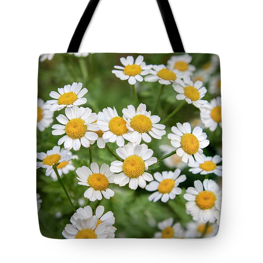 Bellium Tote Bag featuring the photograph Miniature Daisies by Gary Geddes