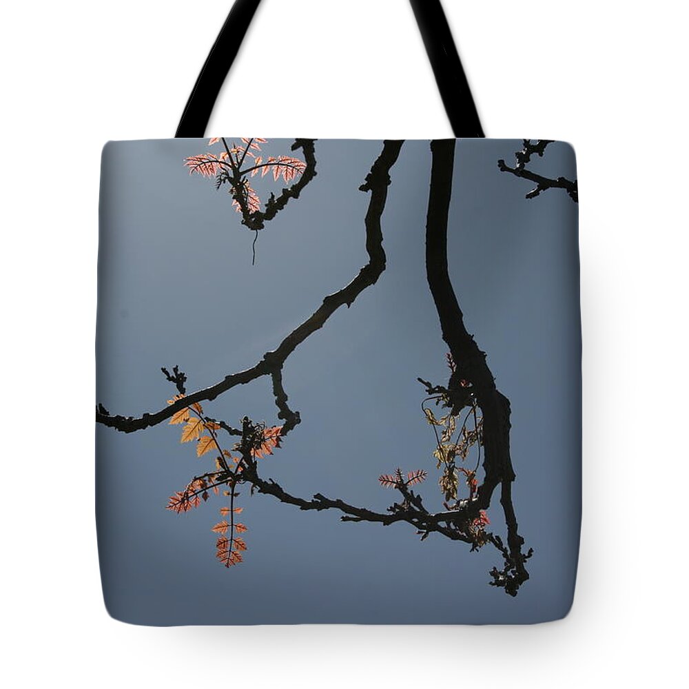 Photograph Twigs Leaves Sky Mnmalist Tote Bag featuring the photograph Minimalist Twigs by Beverly Read