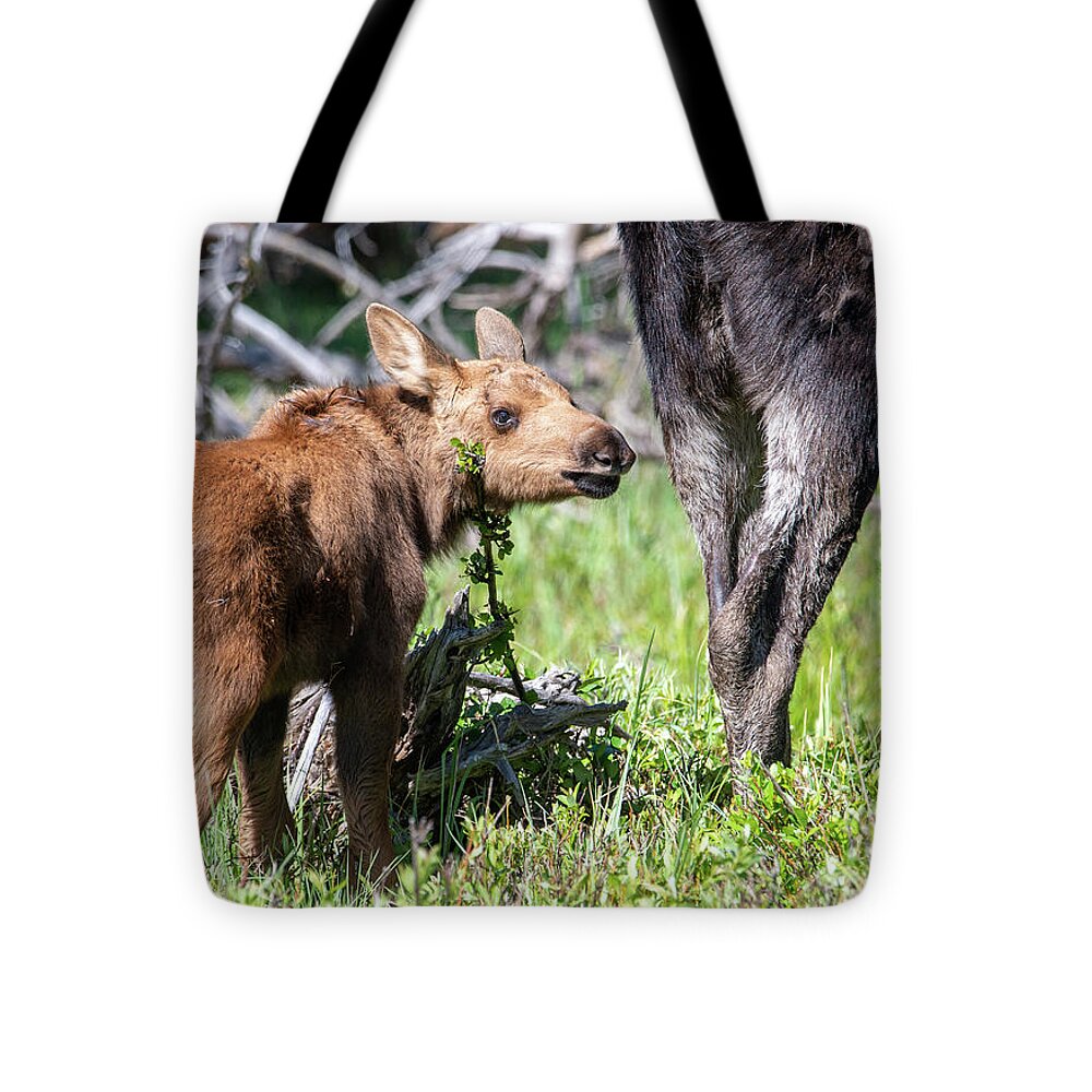 Moose Tote Bag featuring the photograph Mmm, Mmm Tasty by Darlene Bushue