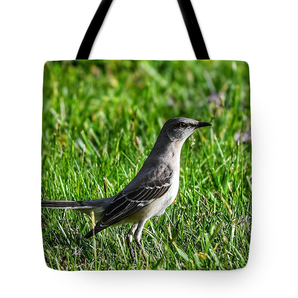 Mockingbird Tote Bag featuring the photograph Mockingbird in Grass by Evan Foster