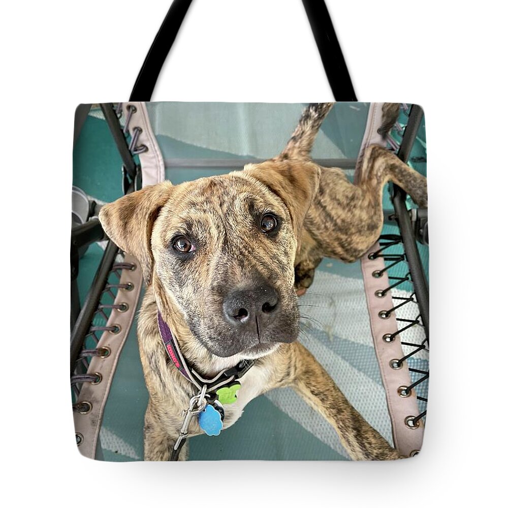Dog Tote Bag featuring the photograph Molly by Susan Jensen