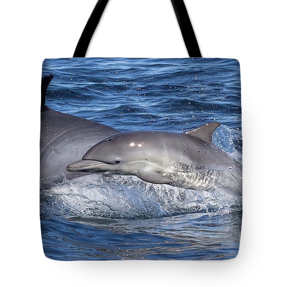 Danawharf Tote Bag featuring the photograph Mom and Baby Dolphin by Loriannah Hespe