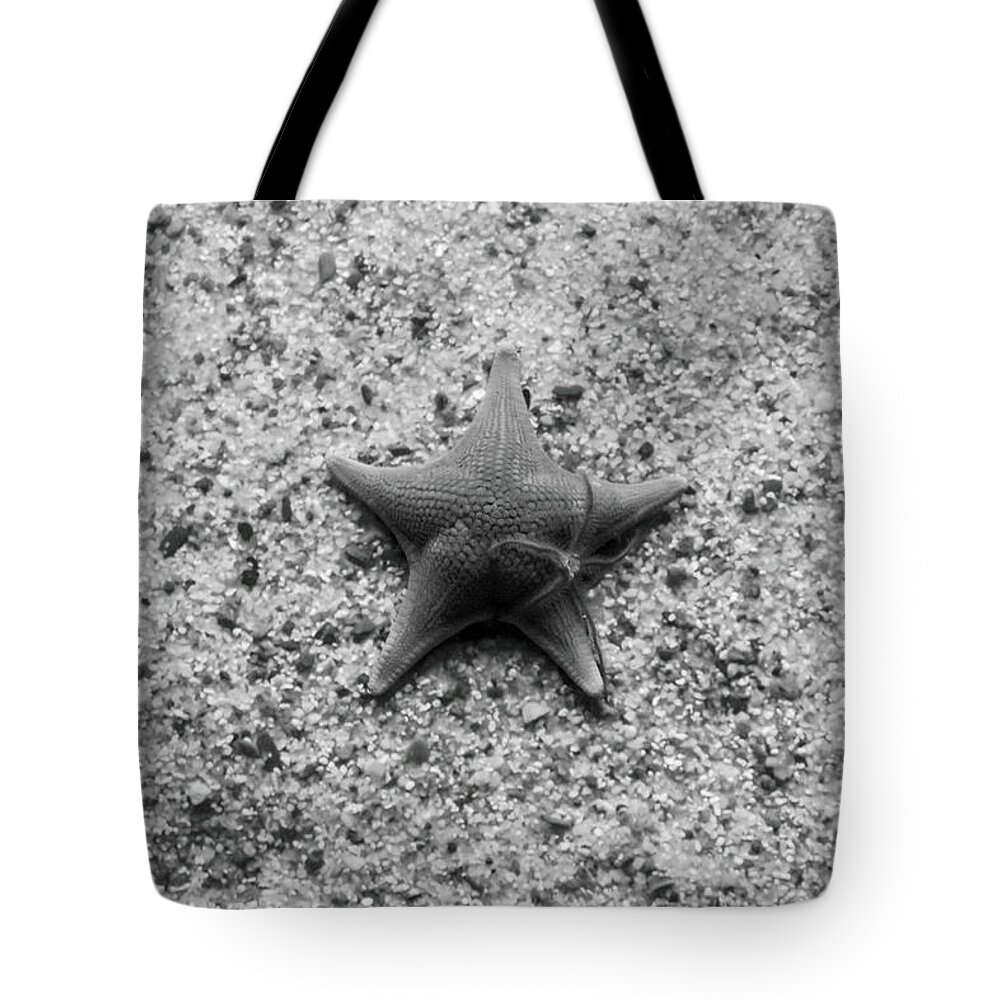 Black And White Tote Bag featuring the photograph Momma and Baby Star by Gina Cinardo