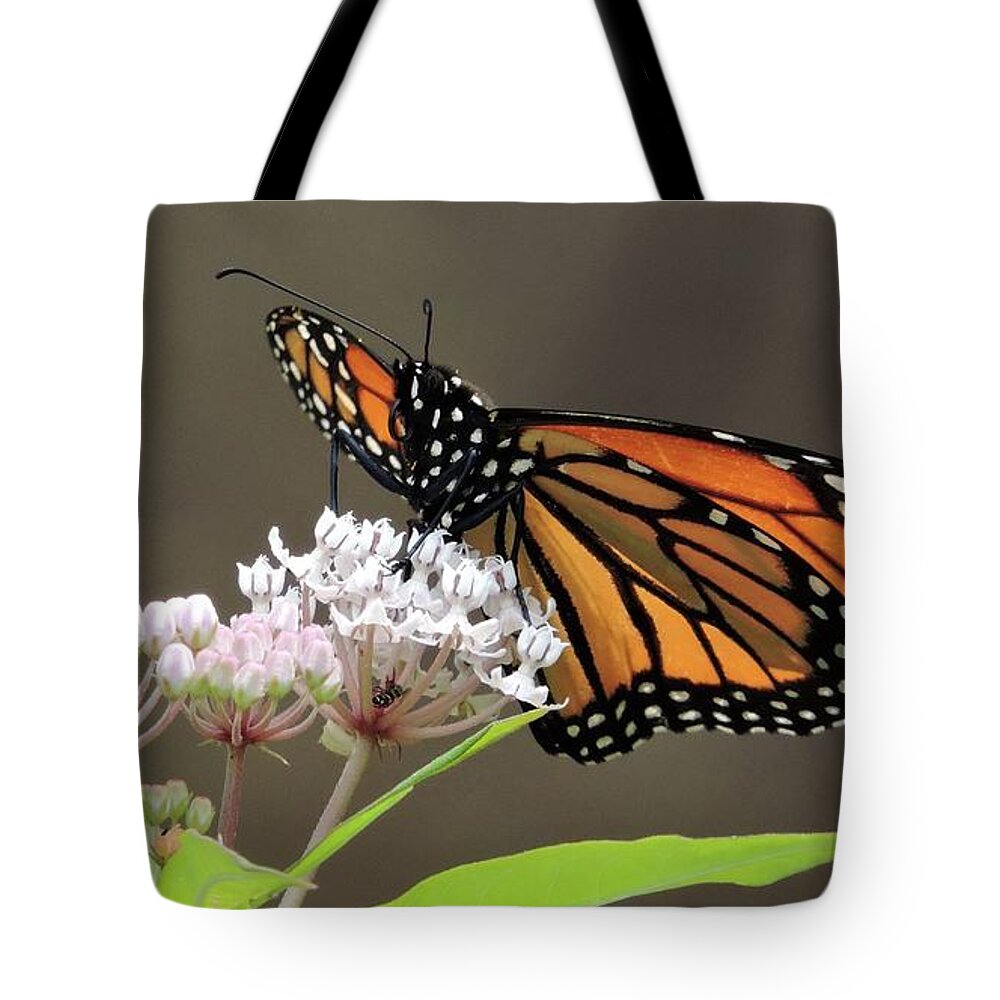 Monarch Tote Bag featuring the photograph Monarch on Native Milkweed by Nancy Denmark