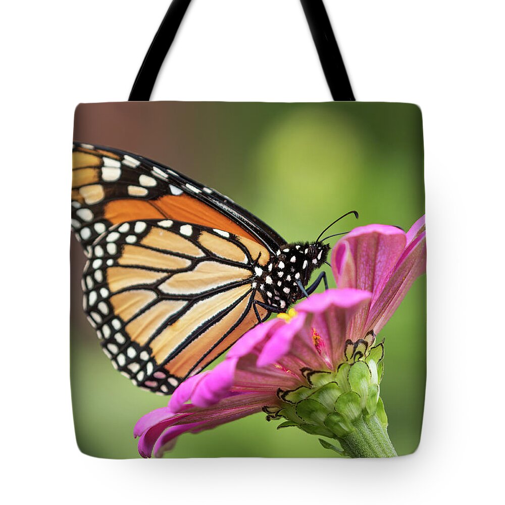 Monarch Butterfly Tote Bag featuring the photograph Monarch On Zinnia 2016 by Thomas Young