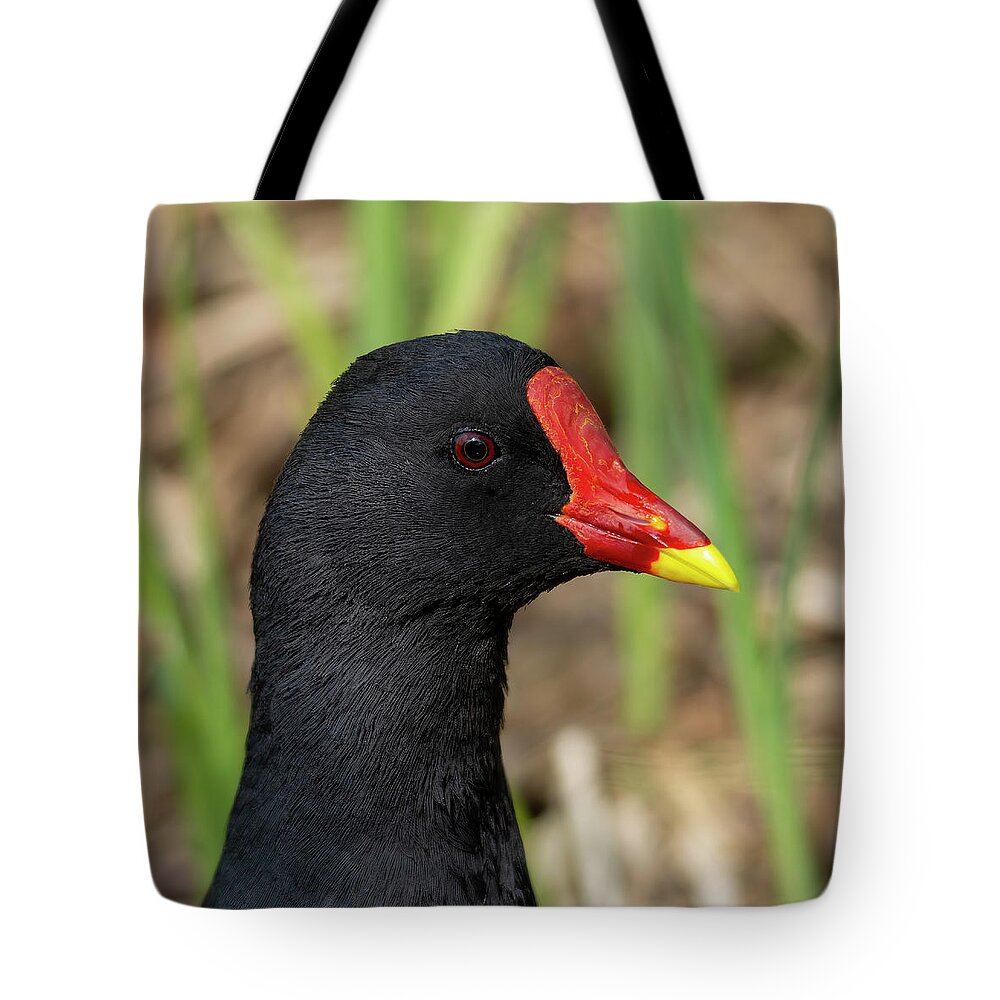 Moorhen Tote Bag featuring the photograph Moorhen pose by Steev Stamford