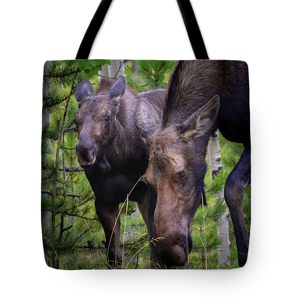 Moose Tote Bag featuring the photograph Moose and Calf by Steven Krull