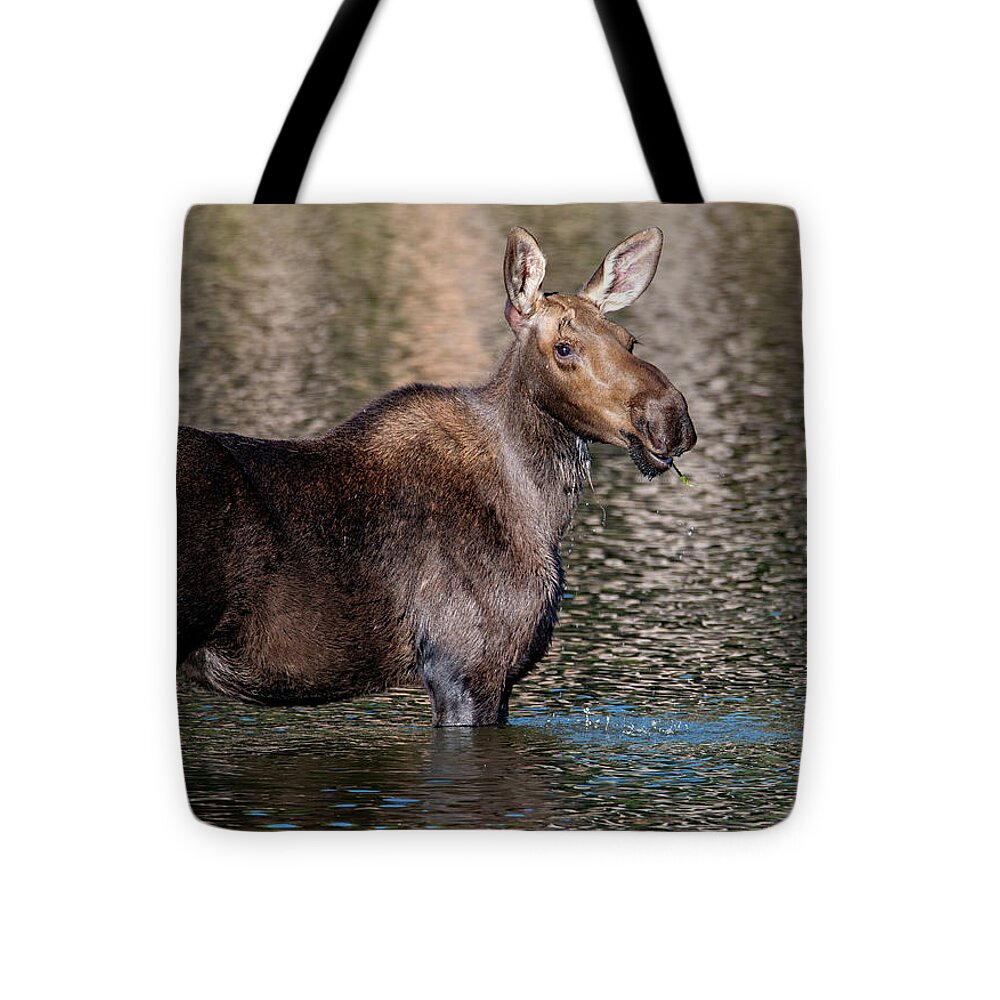 Moose Tote Bag featuring the photograph Moose Smiles by Darlene Bushue