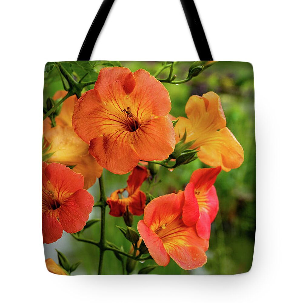 Campsis Grandiflora 'morning Calm' Tote Bag featuring the photograph Morning Calm by Kevin Suttlehan