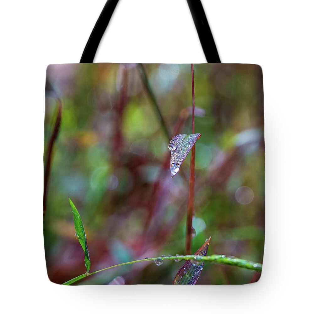Water Drops Tote Bag featuring the photograph Morning Dew on Grass by Amelia Pearn