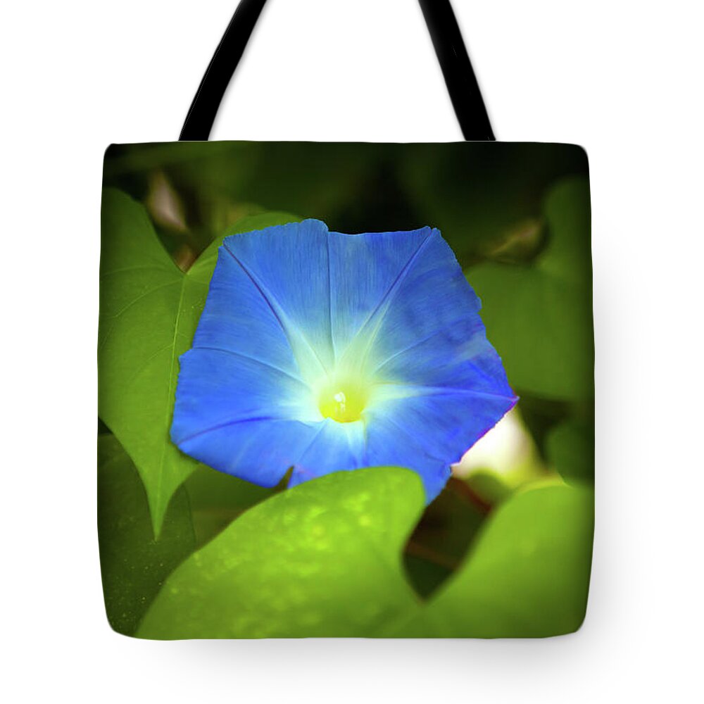 Morning Glory Tote Bag featuring the photograph Morning Glory_4757 by Rocco Leone