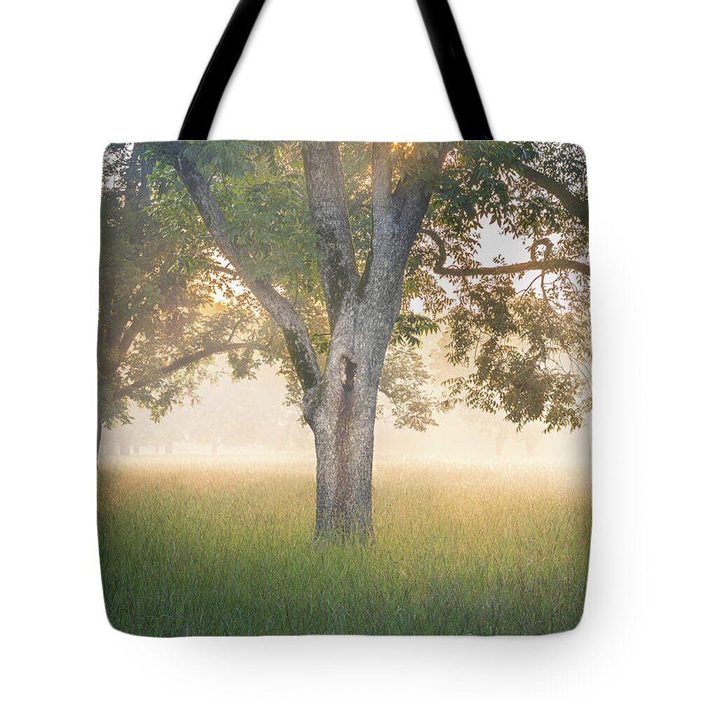 Tree Tote Bag featuring the photograph Morning Glow In Autaugaville Alabama by Jordan Hill