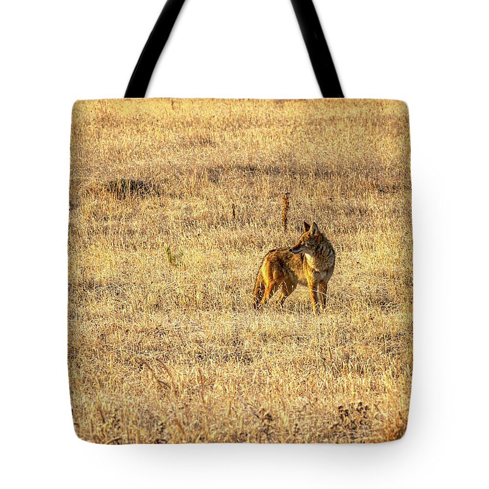 Coyote Tote Bag featuring the photograph Morning Hunt by Kenneth Everett