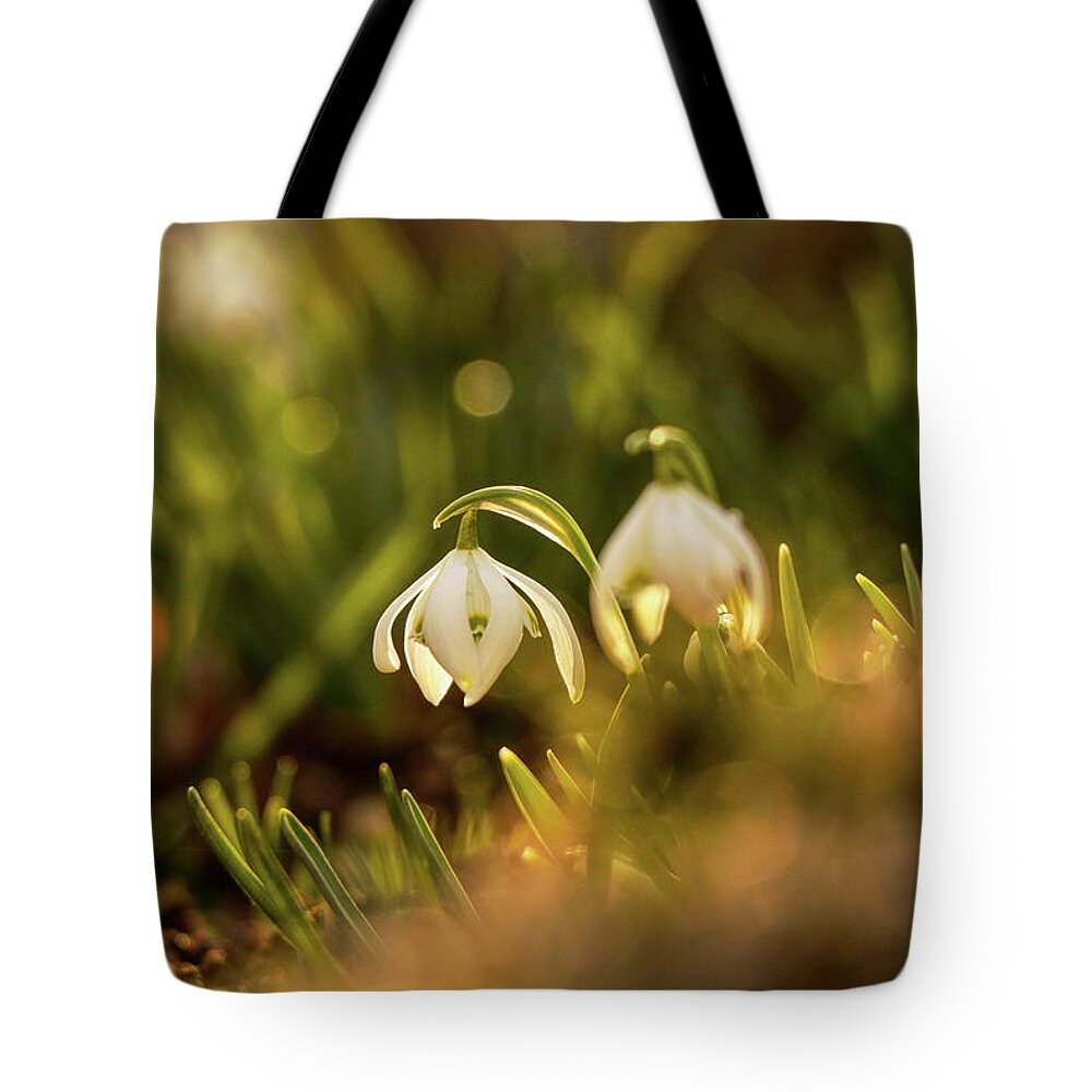 Galanthus Nivalis Tote Bag featuring the photograph Morning light shining on easter flower on the garden. Galanthus nivalis grow up. Snowdrop shoot in morning. First spring flower. New start by Vaclav Sonnek