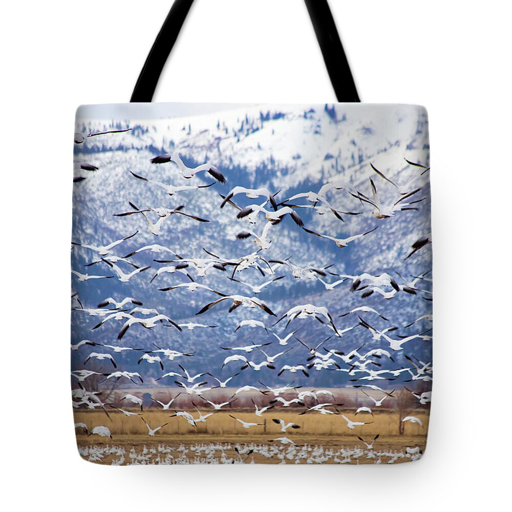 Lassen Tote Bag featuring the photograph Morning Snow by Mike Lee